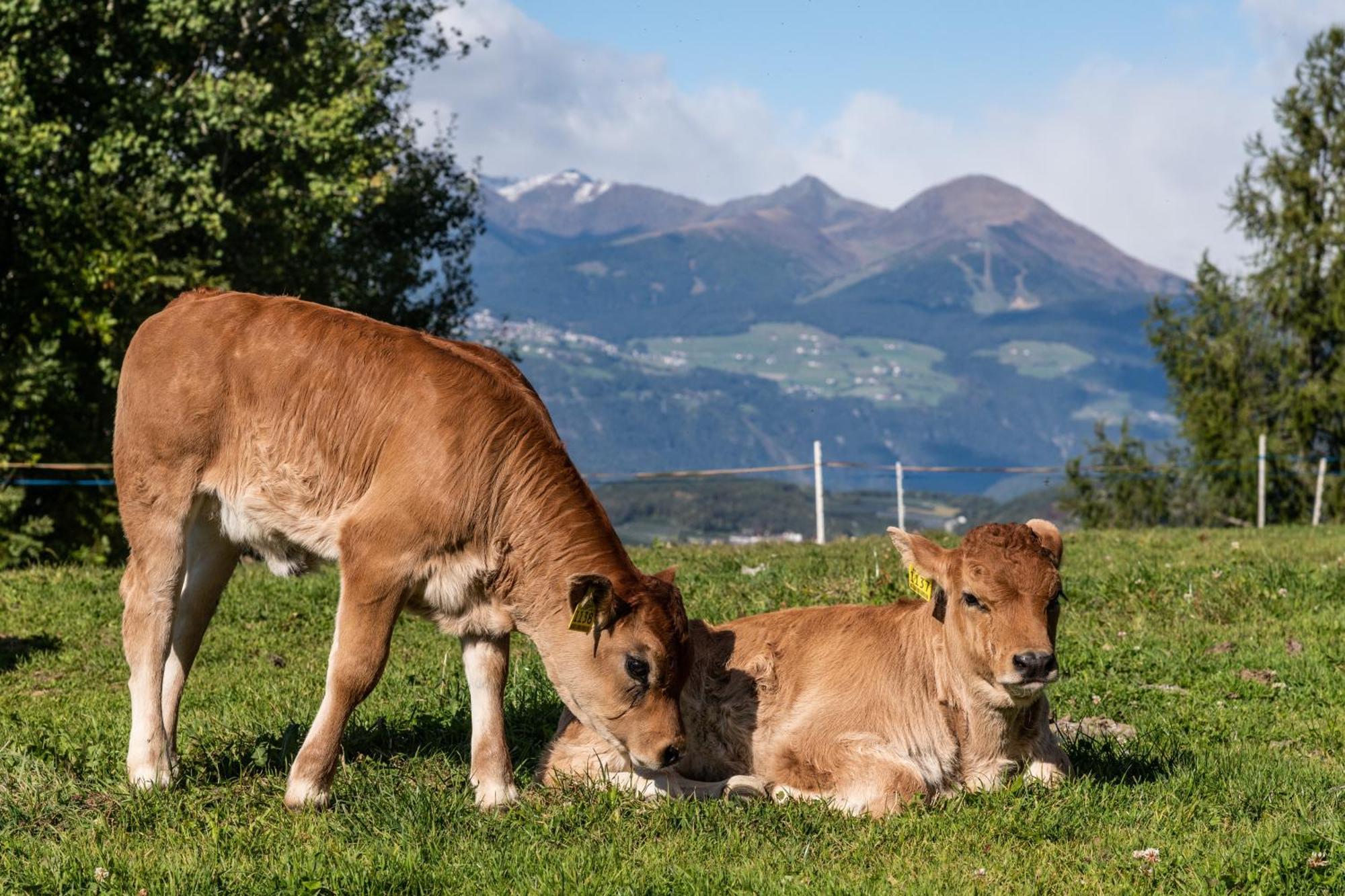 Vila Widmannhof - Urlaub Auf Dem Biobauernhof Brixen Exteriér fotografie