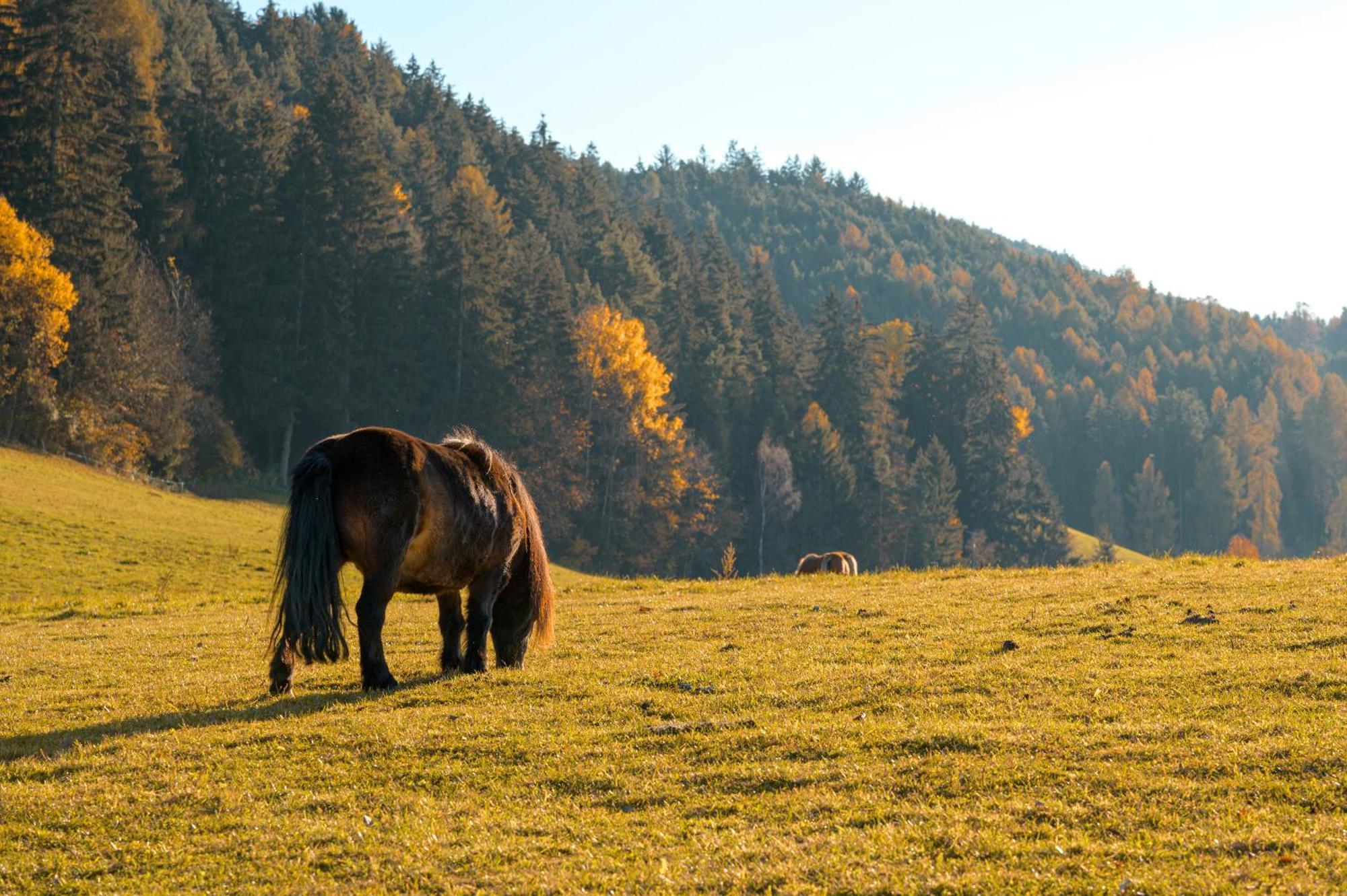 Vila Widmannhof - Urlaub Auf Dem Biobauernhof Brixen Exteriér fotografie
